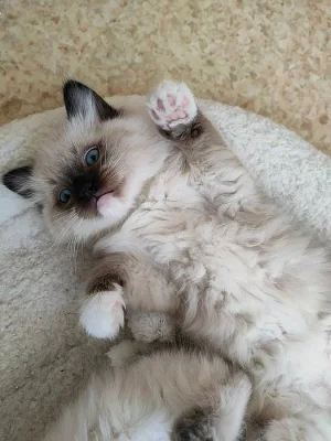 Ragdoll koťátka