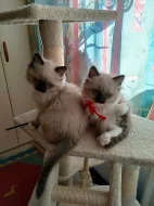Ragdoll koťátka