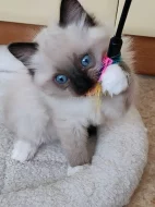 Ragdoll koťátka