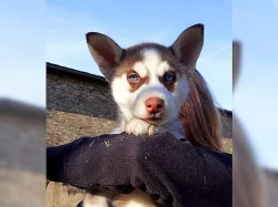 Intelligent Sibiřský husky