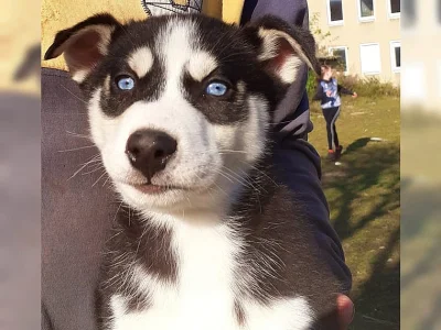 Intelligent Sibiřský husky