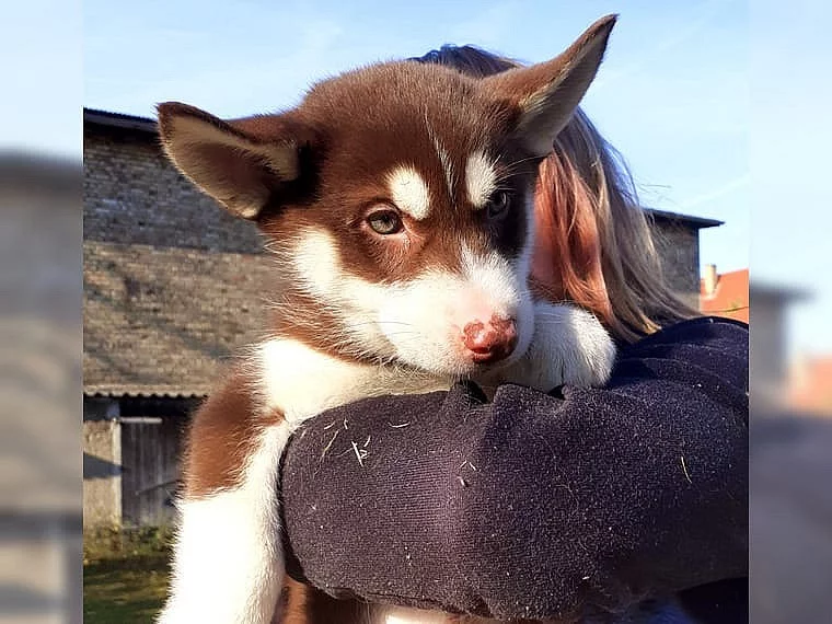 Intelligent Sibiřský husky