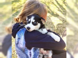 Intelligent Sibiřský husky
