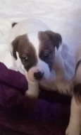 Štěňátka Jack Russel
