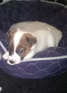 Štěňátka Jack Russel