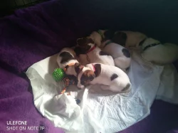 Štěňátka Jack Russel