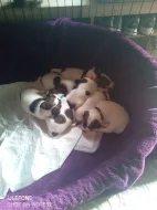 Štěňátka Jack Russel