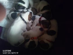 Štěňátka Jack Russel