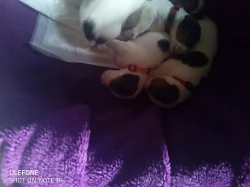 Štěňátka Jack Russel
