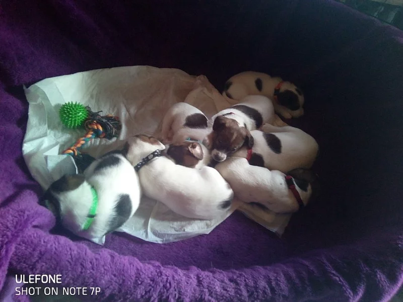 Štěňátka Jack Russel