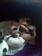 Štěňátka Jack Russel