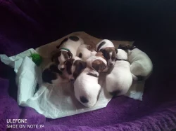 Štěňátka Jack Russel