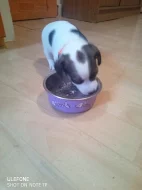 Štěňátka Jack Russel