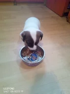 Štěňátka Jack Russel