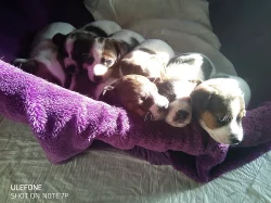 Štěňátka Jack Russel