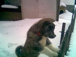 Akita-Inu nádherný pejsek