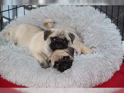 Mops  čistokrevná štěňátka -
