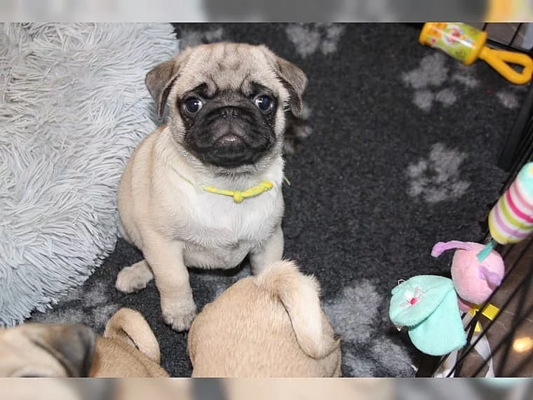 Mops  čistokrevná štěňátka -