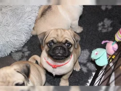 Mops  čistokrevná štěňátka -
