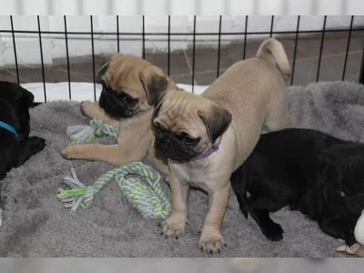 Mops  čistokrevná štěňátka -