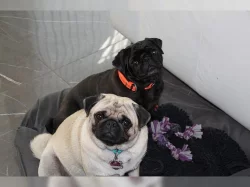 Mops  čistokrevná štěňátka -