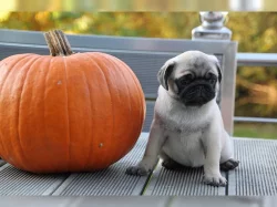 Mops  čistokrevná štěňátka -