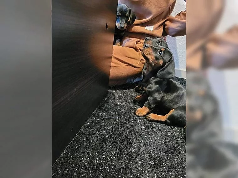 Cukr sladký Jezevčík (fena) s PP k prodeji (Dachshund)
