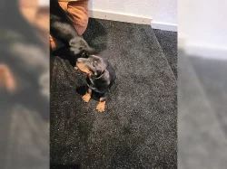 Cukr sladký Jezevčík (fena) s PP k prodeji (Dachshund)