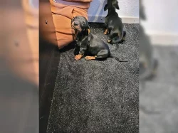 Cukr sladký Jezevčík (fena) s PP k prodeji (Dachshund)