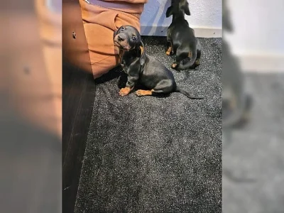Cukr sladký Jezevčík (fena) s PP k prodeji (Dachshund)