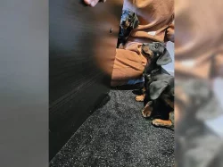 Cukr sladký Jezevčík (fena) s PP k prodeji (Dachshund)