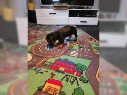 Cukr sladký Jezevčík (fena) s PP k prodeji (Dachshund)
