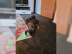 Cukr sladký Jezevčík (fena) s PP k prodeji (Dachshund)