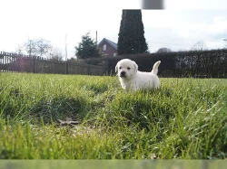 Six Llabradorský retrívr štěnátka sale