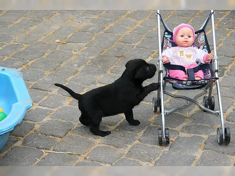 Prodám 12 týdenní štěňata labradorského retrívra v Šumperku