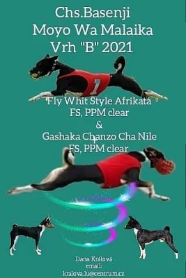 Basenji-Přijímáme rezervace na štěňátka zima/prosinec  2021