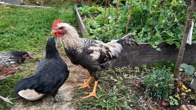 daruji mladé kohouty do chovu