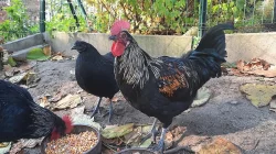 daruji mladé kohouty do chovu