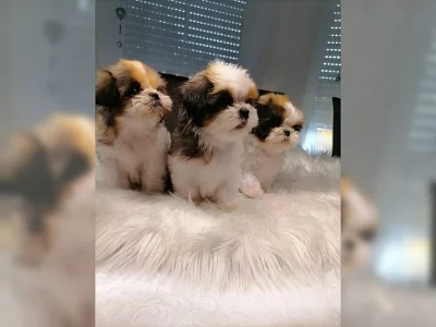 MAJELNÁ ŠTĚŇATA SHIH-TZU !!!