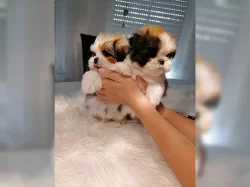 MAJELNÁ ŠTĚŇATA SHIH-TZU !!!