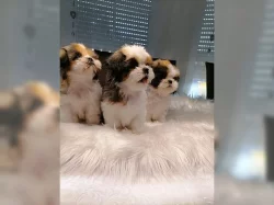 MAJELNÁ ŠTĚŇATA SHIH-TZU !!!
