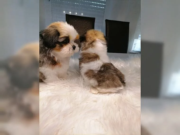 MAJELNÁ ŠTĚŇATA SHIH-TZU !!!