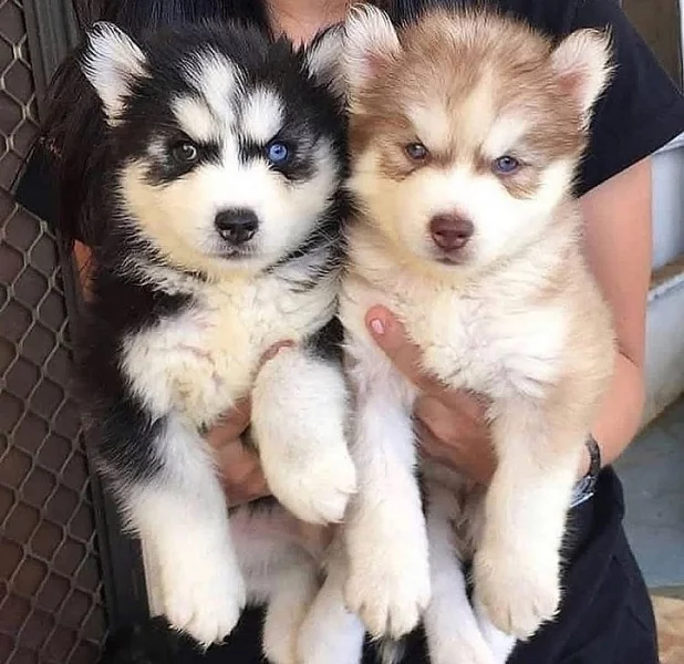 SIBIŘSKÝ HUSKy