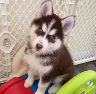 SIBIŘSKÝ HUSKy