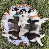 SIBIŘSKÝ HUSKy