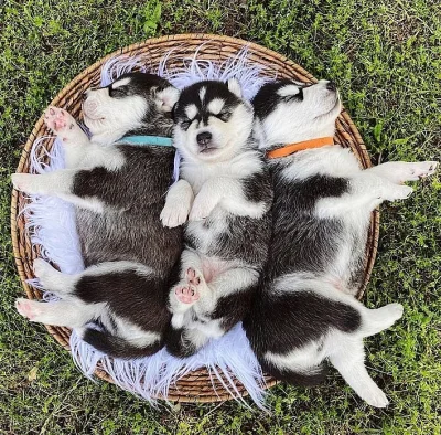 SIBIŘSKÝ HUSKy