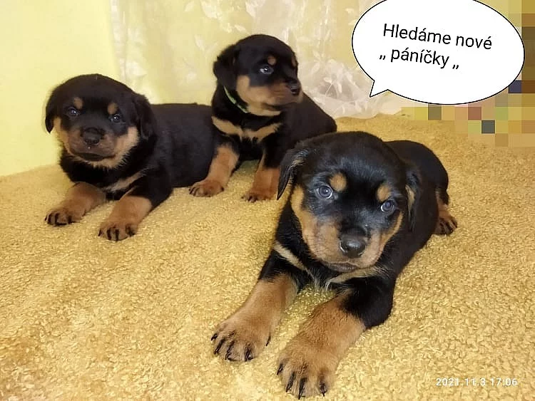 Prodám štěňátka rotvajlera