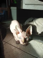 Kanadský Sphynx  modrooký kocourek