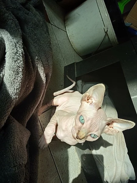 Kanadský Sphynx  modrooký kocourek