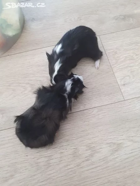 Mladata morcete